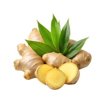 Fresh ginger rhizome and sliced with leaves png