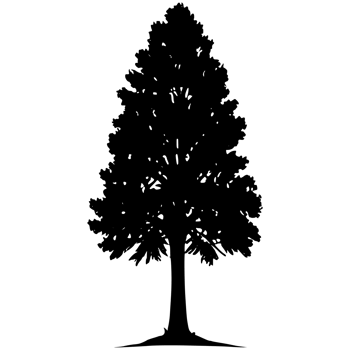 Tree silhouette set on a transparent background png