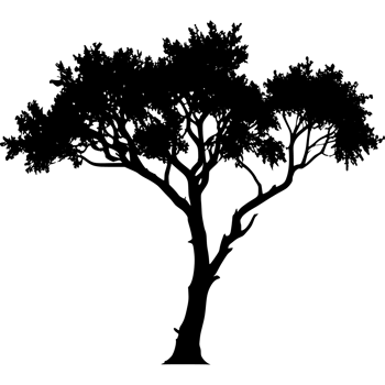 Tree silhouette set on a transparent background png