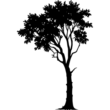 Tree silhouette set on a transparent background png