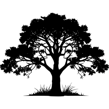 Tree silhouette set on a transparent background png