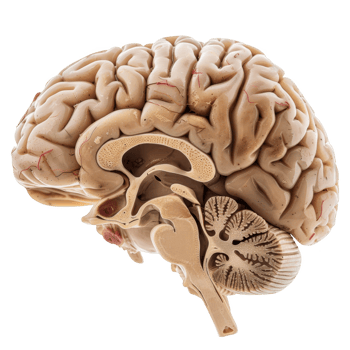 brain anatomy transparent background png