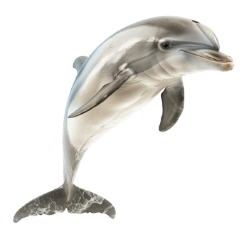 dolpin transparent background png
