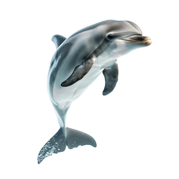 dolpin transparent background png