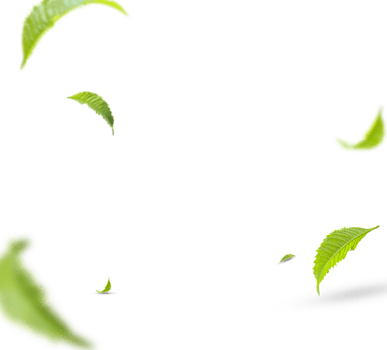 Flying green leaves on transparent background. Fresh spring foliage. Environment and ecology backdrop png