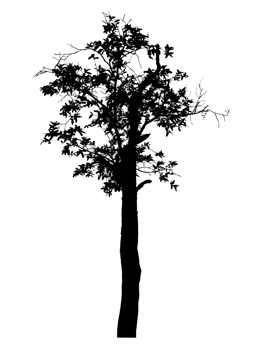 Realistic tree silhouette isolated on transparent background with clipping path and alpha channel. png