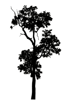 Realistic tree silhouette isolated on transparent background with clipping path and alpha channel. png