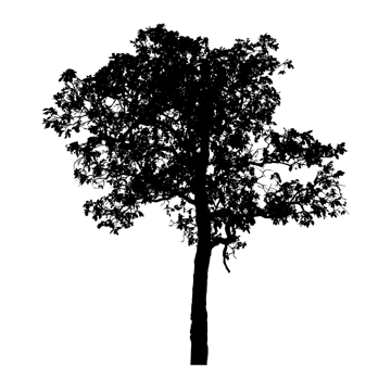 Realistic tree silhouette isolated on transparent background with clipping path and alpha channel. png
