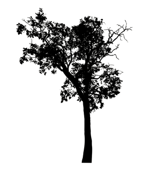 Realistic tree silhouette isolated on transparent background with clipping path and alpha channel. png