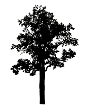 Realistic tree silhouette isolated on transparent background with clipping path and alpha channel. png