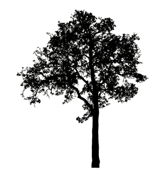 Realistic tree silhouette isolated on transparent background with clipping path and alpha channel. png