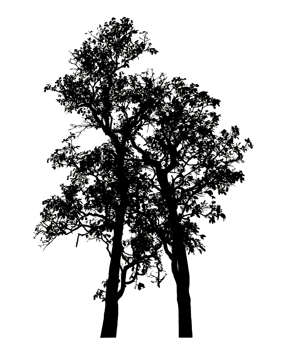 Realistic tree silhouette isolated on transparent background with clipping path and alpha channel. png