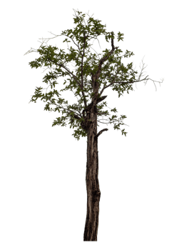 Tree isolated on transparent background png