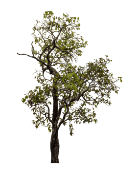 Tree isolated on transparent background png