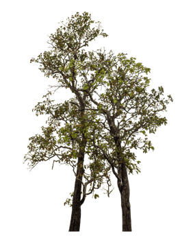 Tree isolated on transparent background png