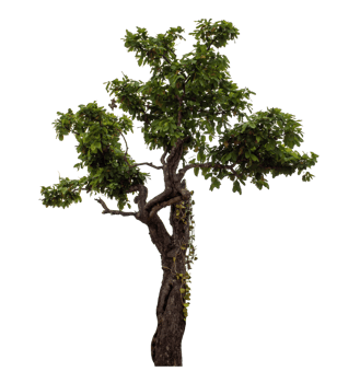 Green tree isolated on transparent background png