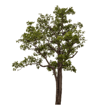 Green tree isolated on transparent background png