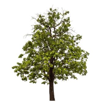 Green tree isolated on transparent background png