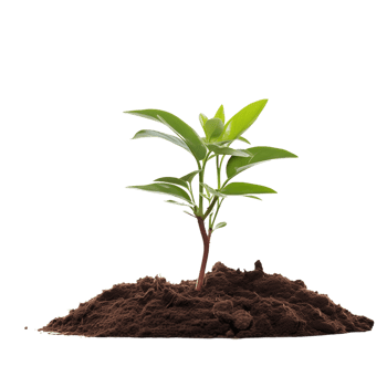 Young Plant Sprouting from Soil png