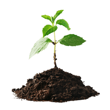 A Small Plant Sprouting from the Ground png
