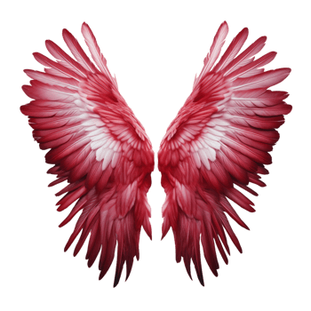 A Pair of Red Wings Against transparent Background png