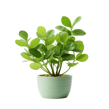 Green Plant in Pot png