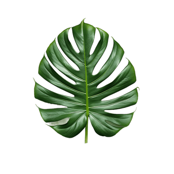 A Single Monstera Leaf on a transparent Background png