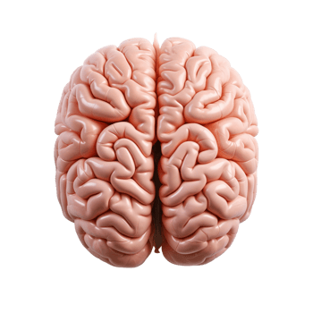 Human Brain Anatomy png