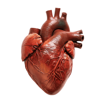 Human Heart Anatomy png