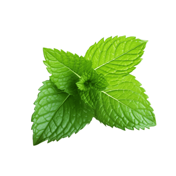 Fresh Green Mint Leaves png