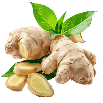 Fresh Ginger Root with Leaves png
