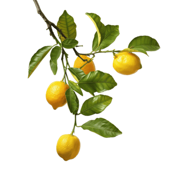 lemons with branch, close up shot without background png