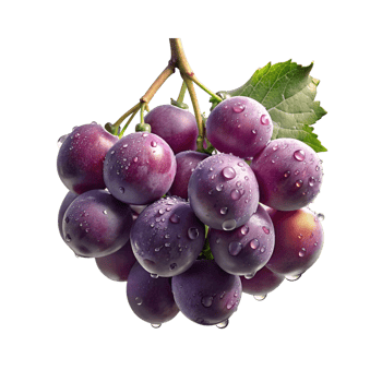 purple grapes on a branch with water droplets png