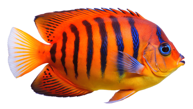 Flame Angelfish isolated on background png