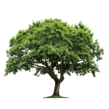 A green wide tree with lush foliage, isolated on a transparent background png