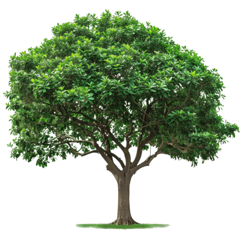 A green wide tree with lush foliage, isolated on a transparent background png