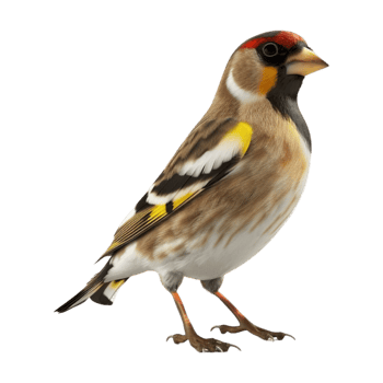 Goldfinch on Transparent Background png