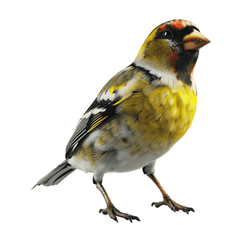 Goldfinch on Transparent Background png