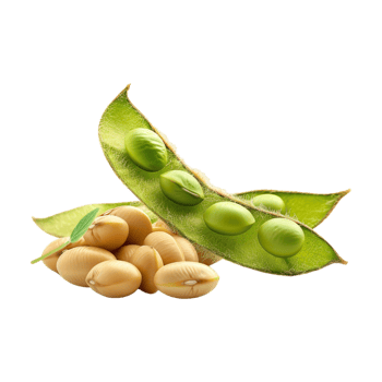 Soybeans on Transparent Background png