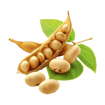 Soybeans on Transparent Background png