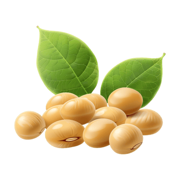 Soybeans on Transparent Background png