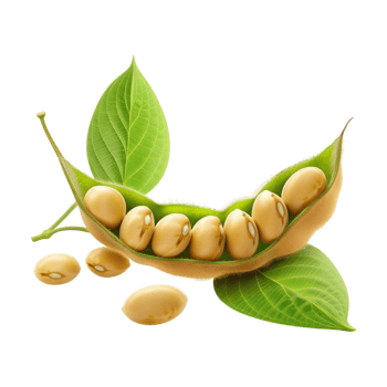 Soybeans on Transparent Background png
