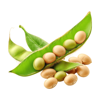 Soybeans on Transparent Background png