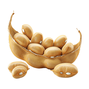 Soybeans on Transparent Background png
