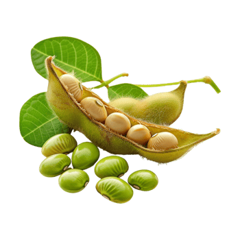 Soybeans on Transparent Background png