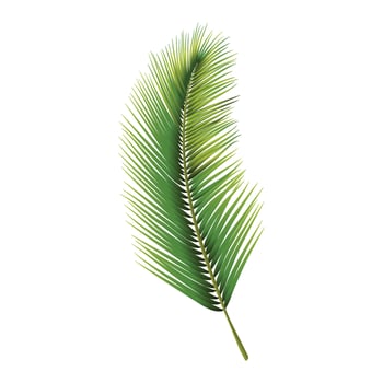 Tropical palm leaf isolated on white vector