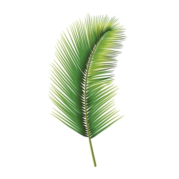 Tropical palm leaf isolated on a white vector