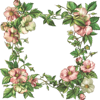 an illustration of flowers in a frame png