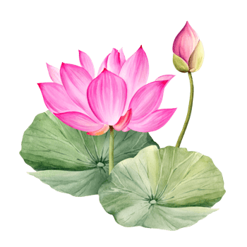 Neon pink lotus flower and leaves, watercolor illustration. Bright Asian tropical water lily plant with bud for spa and yoga salon, blogs and floral botanical cards png