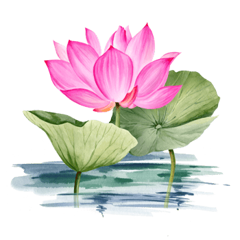 watercolor pink lotus flower and leaves, hand drawn illustration of spa and yoga theme, sketch of purple and magenta water lily with buds in water, Asian tropical flower png